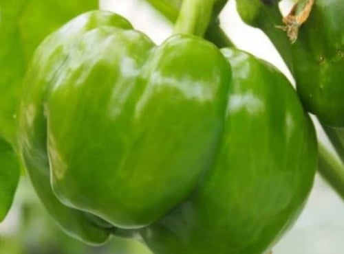 Mon Petit Producteur - Poivron vert bio [Poids Moyen 1kg]+