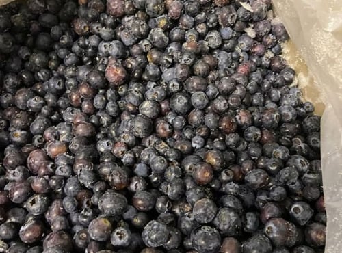 Myrtilles du Trimoulet - Myrtilles cultivées congelées - 10 Kg
