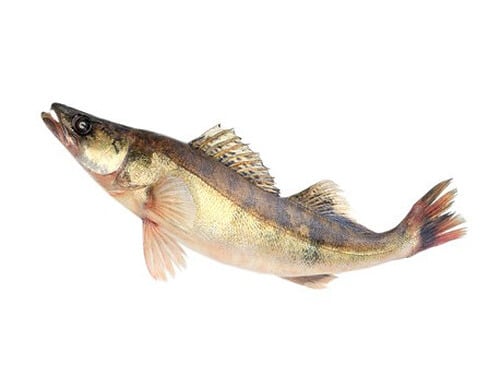 Ma poissonnière - Sandre Vidé - Pièce De 2,5 Kg