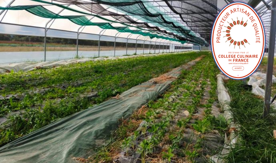 Les producteurs du Collège Culinaire de France