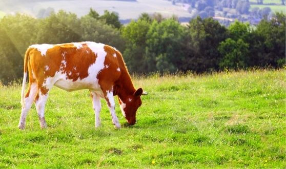 Maine Anjou (Rouge des Prés)