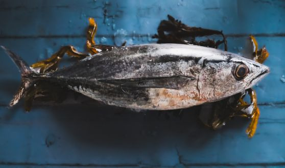 Sélection pour les poissonniers