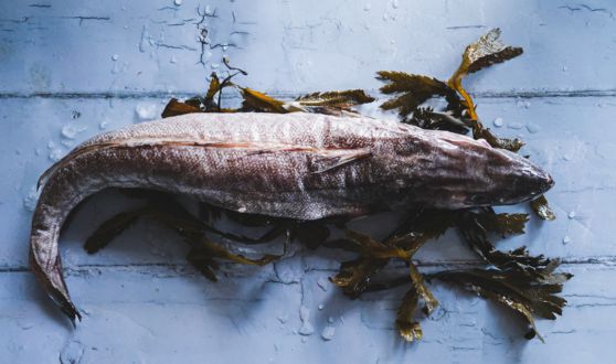 Sélection poissons et fruits de mer