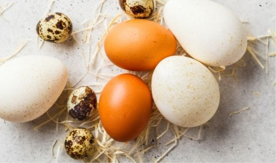 Nos œufs sous toutes les coutures !