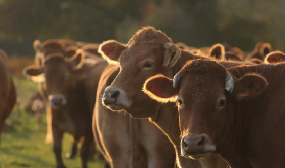 Toutes nos races de bœuf