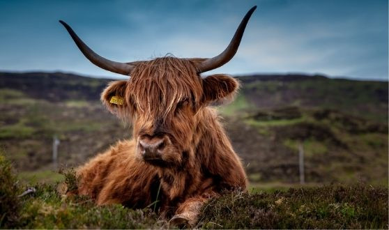 Highland Cattle