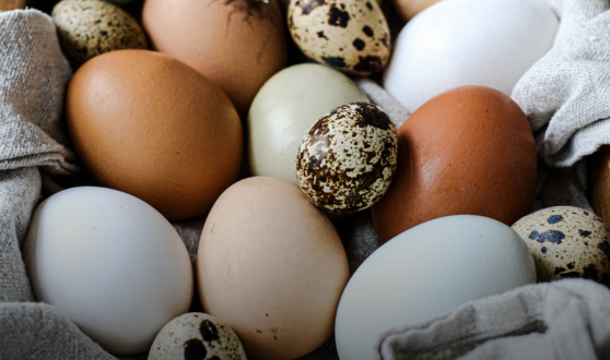 Nos œufs sous toutes les coutures !