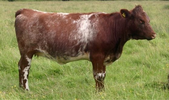 Shorthorn