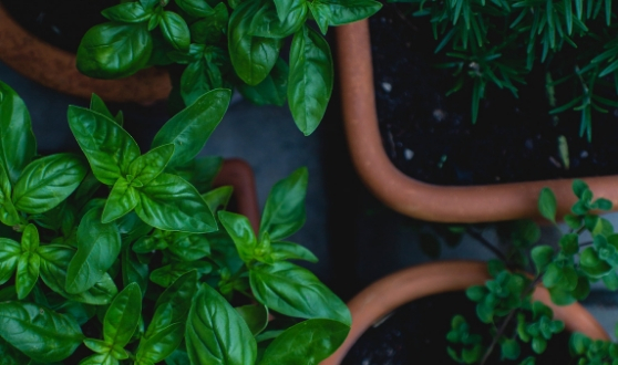 Toutes nos herbes et aromates bio