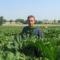 Maison Vermes - Producteurs de Rhubarbes