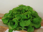Ferme Joos - Salade Feuille de chêne
