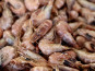 La Paysanne des Mers - Crevettes grises cuites - 1kg