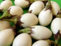 Maison du Pruneau - Cueillette du Gascon - Aubergine blanche à œuf ( mini aubergines ) lot de 6