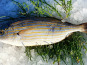Camargue Coquillages - Saupe vidée 500g - Pêche Artisanale et Responsable