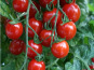 Les Champs Paradis - tomate cerise 300 gr
