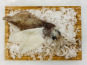 Pêcheries Les Brisants - Ulysse Marée - Blancs D'encornet (calamar) - 200g