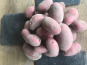 La Ferme du Polder Saint-Michel - Pomme de terre nouvelle Bio "Alouette" extra