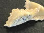 Lioravi, l'authentique pâte fraîche ! - Colis Raviolis Chèvre 4x250g