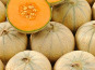 Le Potager de la Coccinelle - Melon charentais bio