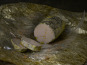 La ferme Descoubet - Foie Gras De Canard Entier Mi-cuit 250g