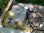 Ferme des petites Brossardières - Champignons - Pleurotes divers (gris, de l'orme, jaune, pulmonaire...)