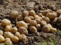 La Coussoyote - Pommes de terre Binje - 1kg