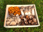 Les champignons du Loc'h - Panier découverte 1kg - 4 variétés