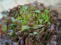 Les Jardins de Gérard - Salade feuille de chêne rouge Bio