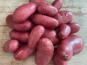 Le Potager de Sainte-Hélène - Pomme de terre nouvelle rouge 1kg