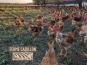 Ferme Cadillon - Poulet fermier | Mâle - 100 jours - Label rouge - 2,00 kg - Lot de 3