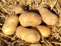 Les Jardins d'Abylone - BIO - Pommes de terre Blanches bio