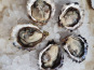 Camargue Coquillages - La Perle De Camargue huîtres creuses BIO 1 douzaine