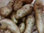 Ferme Joos - Pommes de terre - Ratte du Touquet 1Kg