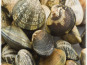 Camargue Coquillages - Palourdes Blanches de Camargue Moyennes 5 kg - Pêche Artisanale et Responsable
