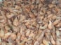 Saveurs Océanes IO - Crevettes grises cuites - 200g