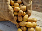 Les Jardins de l'Osme - Pommes de terre jaune bio - 1kg
