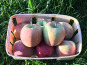 EARL Fruits du Maumont - Toutifruits - Pomme Fuji HVE- 1kg