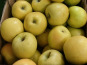 Coopérative Univert - Pommes Golden BIO équitables - 1kg