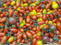 Le Pré de la Rivière - Mélange de tomates cerises 500g - Origine France