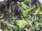 Ferme Sinsac - Mesclun de jeunes pousses de salades Bio