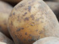 Mon Petit Producteur - Pomme De Terre Bio Ditta - Variété À Chair Ferme [2,5 kg]