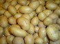 Les Jardins du CEP - Sève du Jardin - Pommes de terre conservation Monalisa