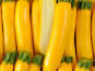 Le Potager de la Coccinelle - Courgette jaune bio