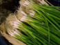 Les Herbes du Roussillon - oignons bottes producteur - 300 gr