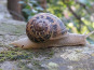 Truffes des Roches - Escargot vivant sauvage "Petit gris" - 1kg