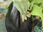 Mon Petit Producteur - Aubergine violette bio Shakira [poids Moyen 350g]