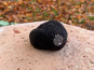 Berry 3 Sens - Truffe noire fraîches du Berry Tuber Mélanosporum : 50 g