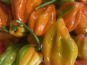 La Cabane à plantes - Piment Volcanique Habanero 200g
