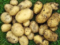 La Coussoyote - pomme de terre charlotte  20 kg