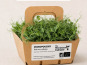 Ma Micropousse culinaire - Micro-pousses bio de pois vert – 8 barquettes